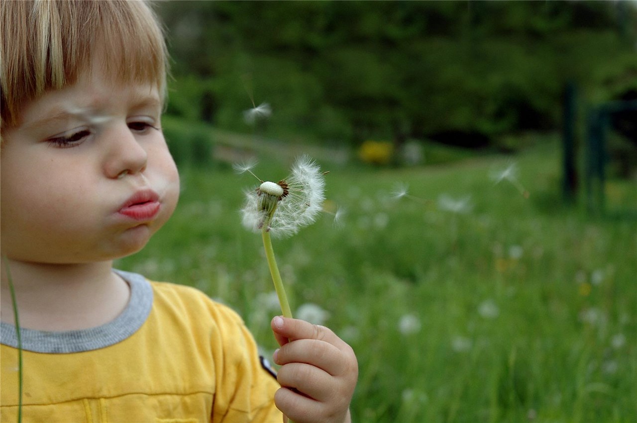 Junge pustet Pusteblume